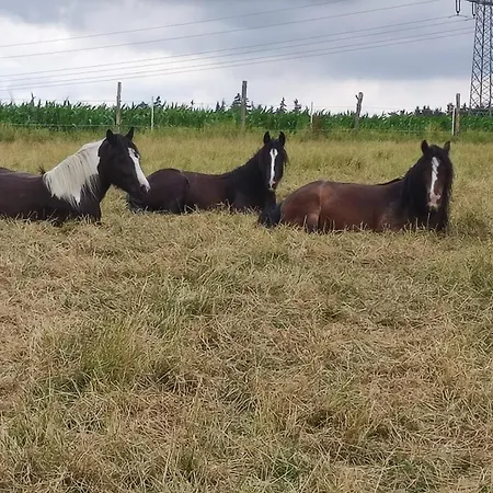 Ferien- Und Pferdehof Egelkraut 