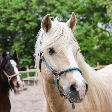 Ferien- Und Pferdehof Egelkraut 
